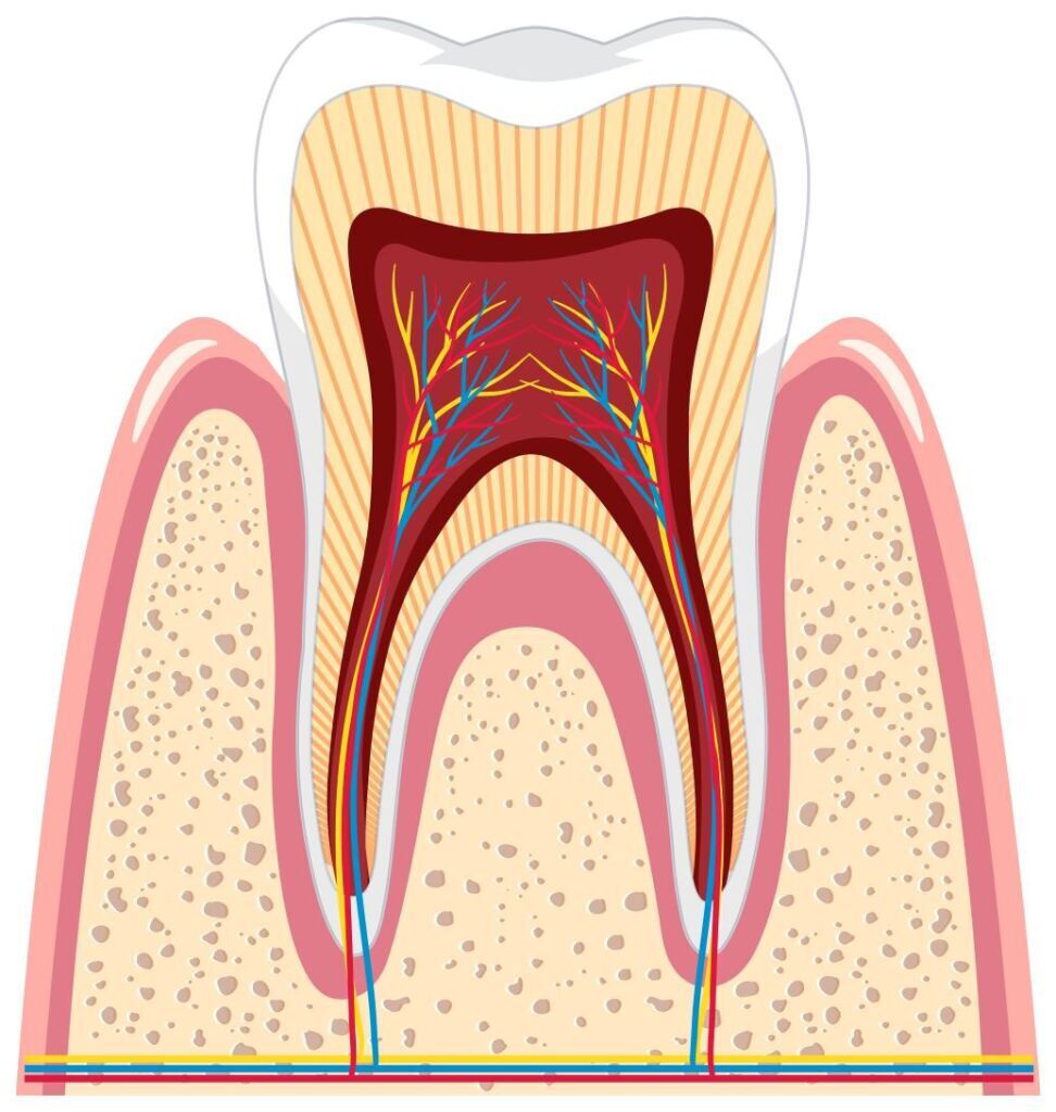 Root canal treatment 3 Endodontic Treatments in Dubai Root canal treatment